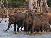 Elephants at Yala National Park