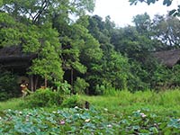 Back of Beyond - Dehigaha Ela - Damba Tree Houses