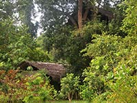 Back of Beyond - Dehigaha Ela - Kon Tree