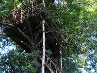 Back of Beyond - Dehigaha Ela - Tree House Kon Tree
