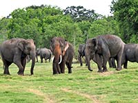 Back of Beyond - Dehigaha Ela - Elephant Gathering Minneriya
