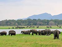 Elephant Minneriya Park