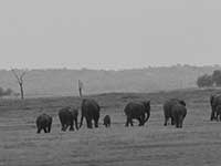 Elephant Gathering - Kaudulla  NP