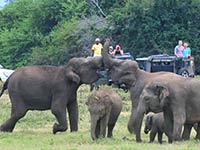 Elephant Minneriya Park