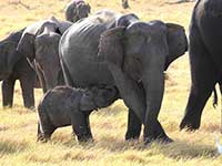 Elephant Minneriya Park