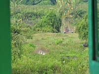 View of peacocks and river from balcony of Bulu villa