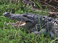 Bundala National Park