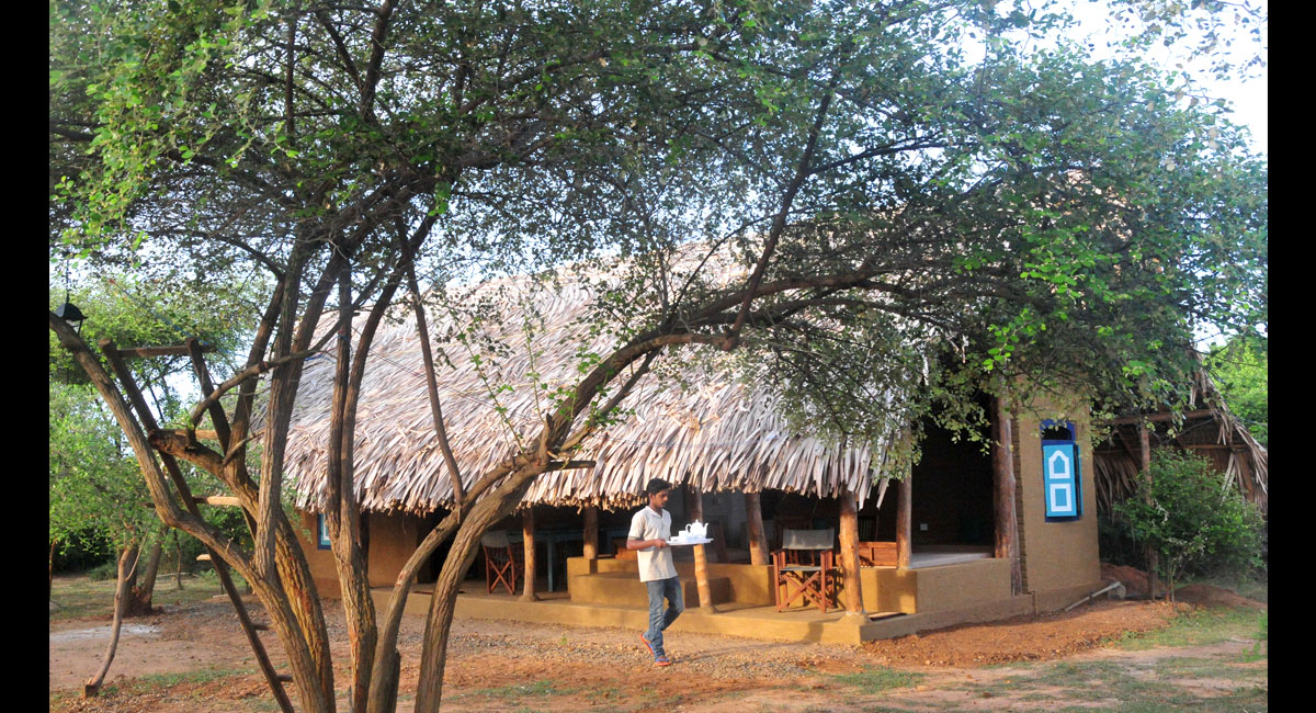 Safari Lodge Yala