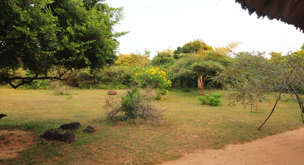 Safari Lodge Yala Surrounding