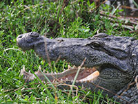 Crocodile at Bundala NP