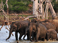 Elephants at Yala NP