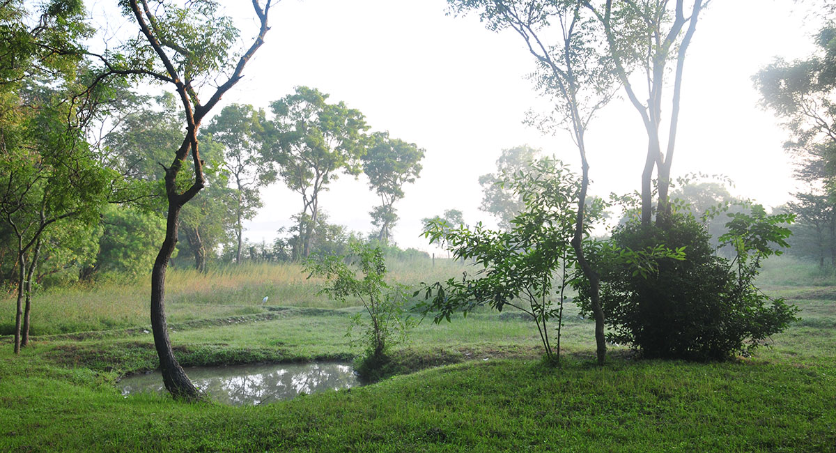 garden trees