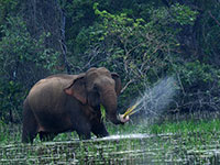 Wilpattu National Park