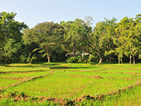 Bungalow View