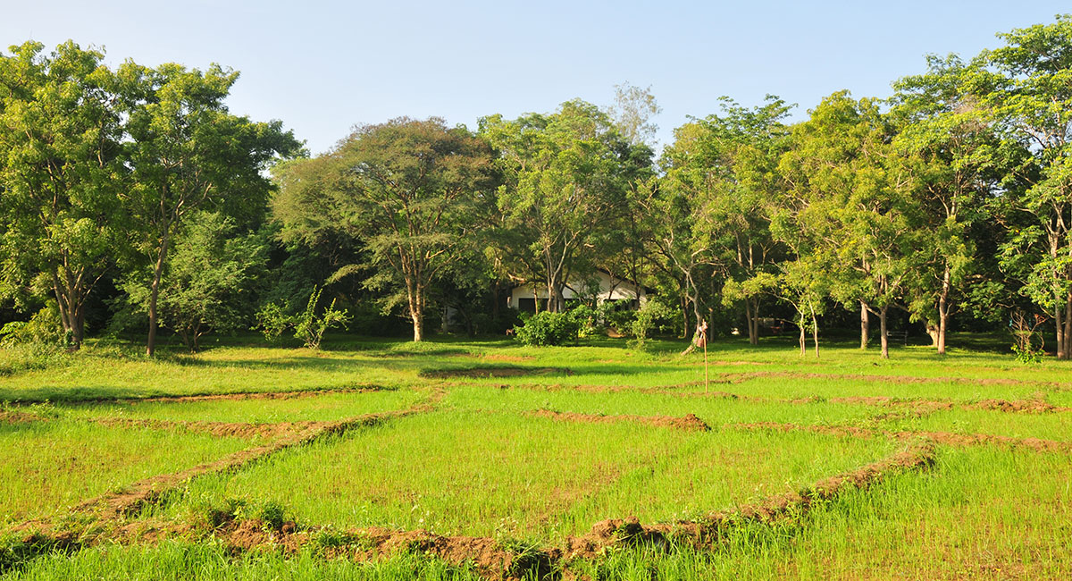 view of paddy fields and bungalow