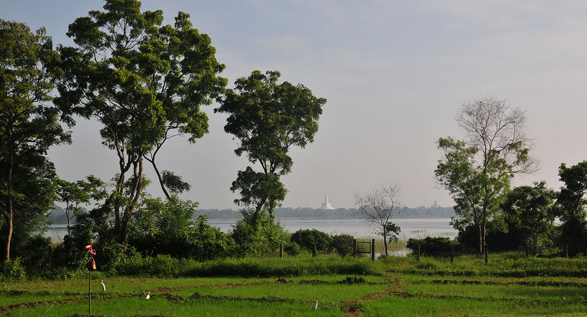 view of paddy fields and stupas from bungalow