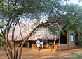 Safari Lodge - Yala